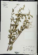 Solidago curtisii image