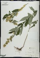 Solidago curtisii image