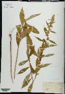 Solidago curtisii image