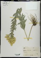 Solidago canadensis var. gilvocanescens image