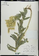 Solidago lepida image