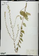 Solidago boottii image