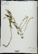 Solidago boottii image