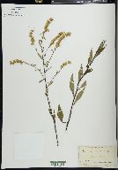 Solidago boottii image