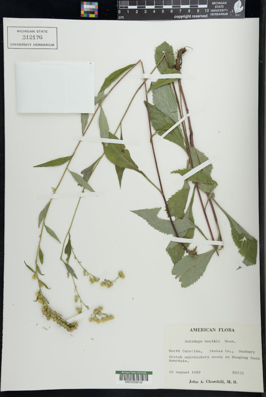 Solidago boottii image