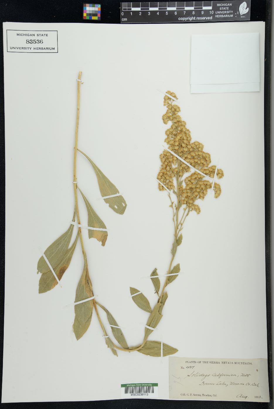 Solidago californica image