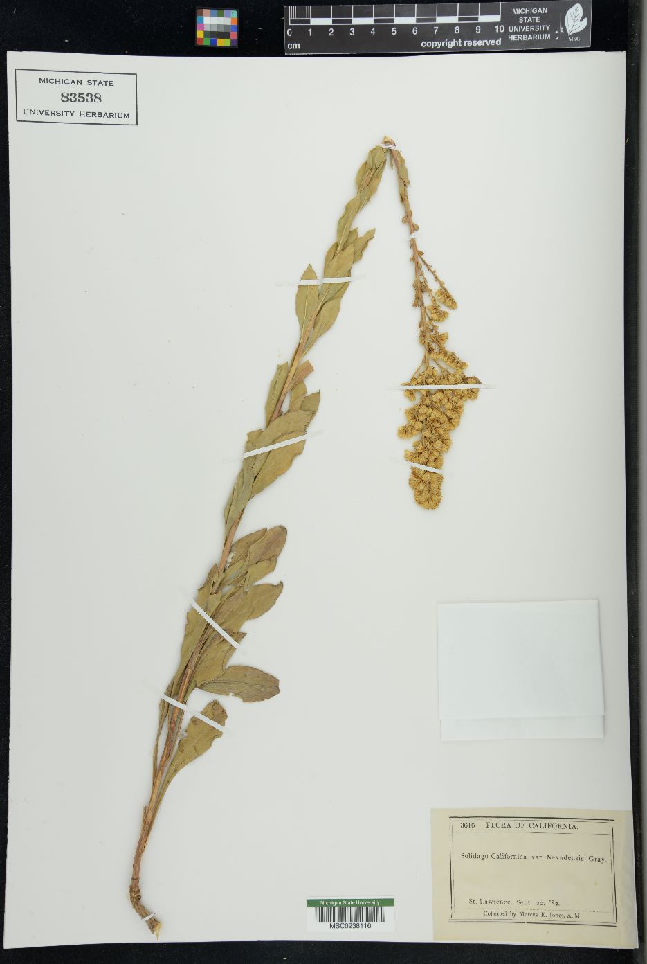 Solidago californica image