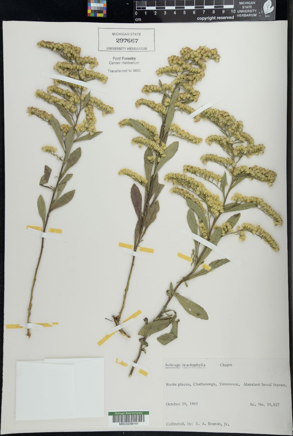 Solidago brachyphylla image