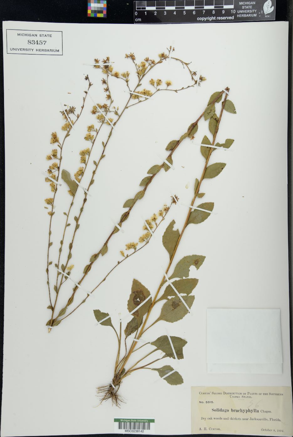 Solidago brachyphylla image