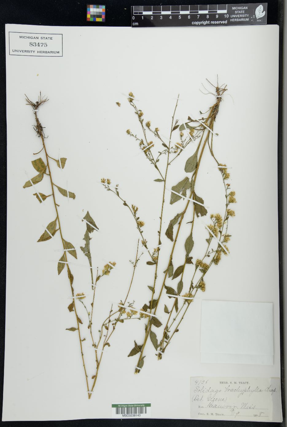 Solidago brachyphylla image