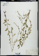 Solidago brachyphylla image