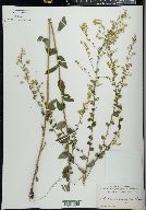 Solidago brachyphylla image