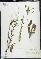 Solidago bicolor image