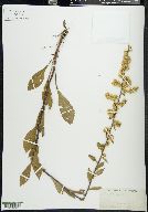 Solidago bicolor image