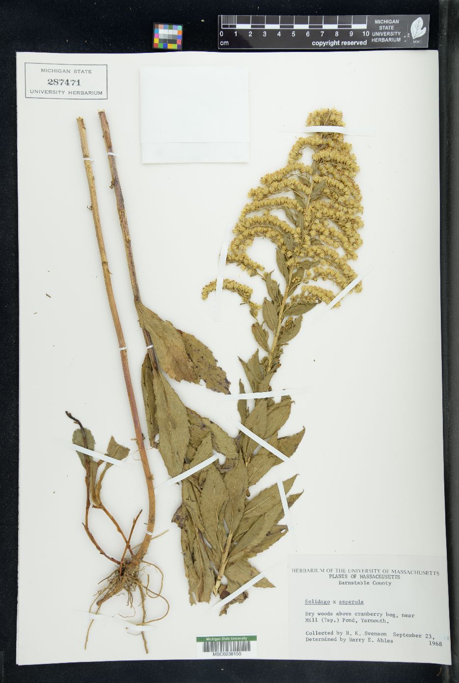 Solidago x asperula image