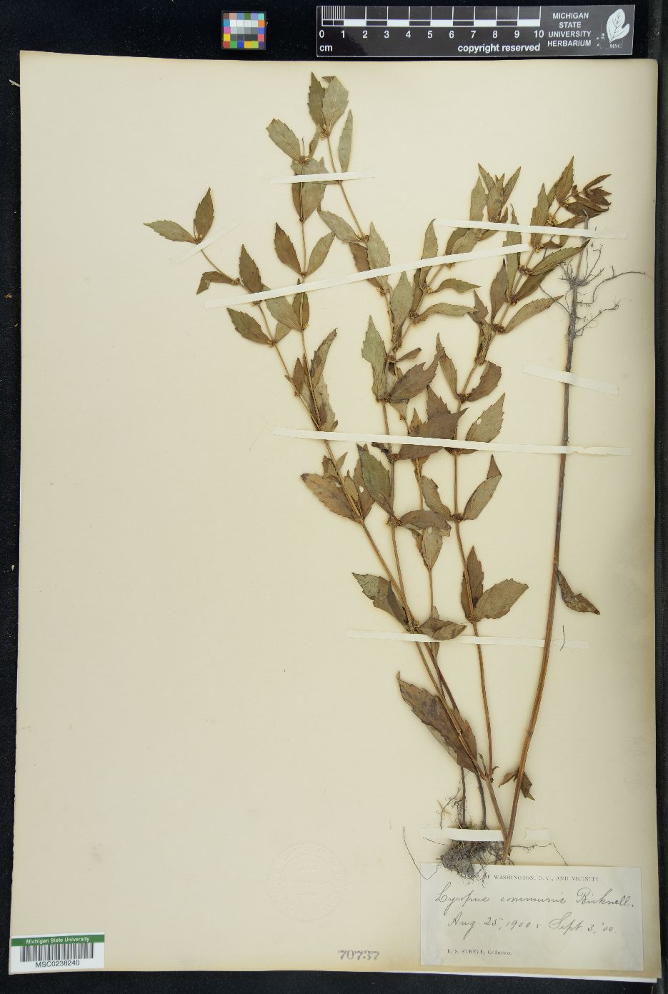 Lycopus communis image