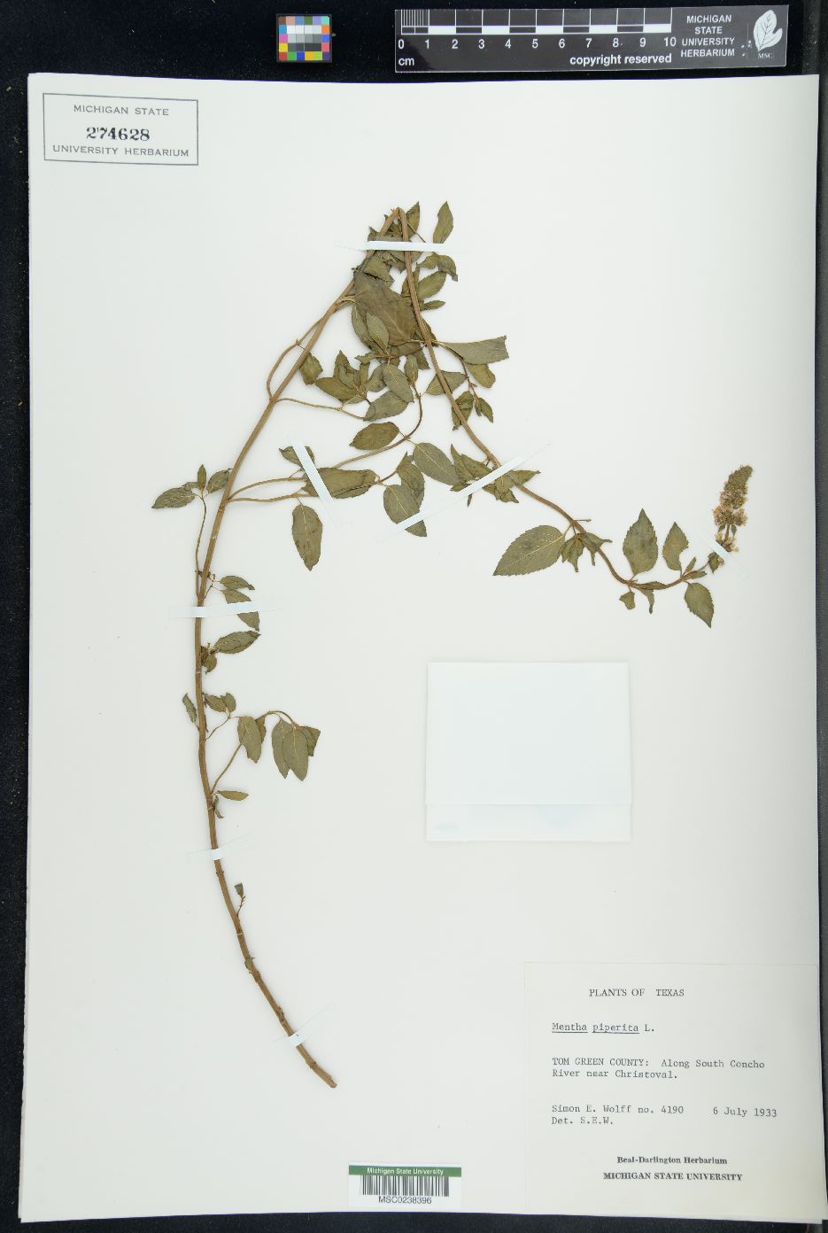 Mentha × piperita image