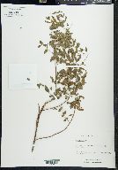 Mentha spicata image