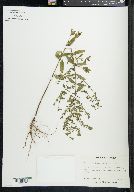 Lythrum curtissii image