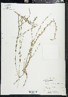 Lythrum californicum image