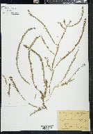 Lythrum hyssopifolia image