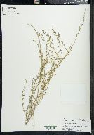 Lythrum lanceolatum image