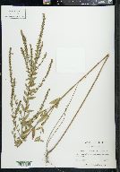 Lythrum lanceolatum image