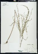 Lythrum lineare image