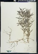 Veronica scutellata image