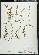 Veronica serpyllifolia subsp. humifusa image