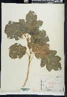 Solanum aculeastrum image