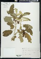 Solanum donianum image