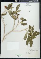 Solanum donianum image