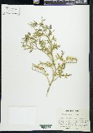 Solanum citrullifolium image