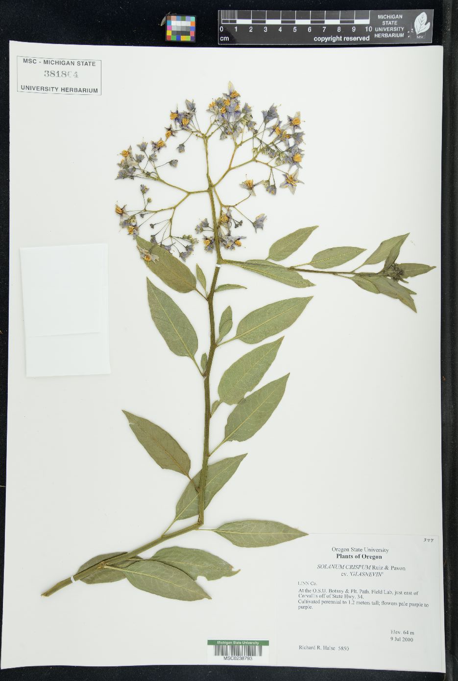 Solanum crispum image