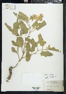 Solanum dimidiatum image