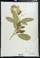 Solanum donianum image