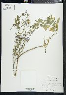 Solanum douglasii image