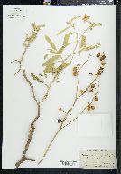 Solanum elaeagnifolium image