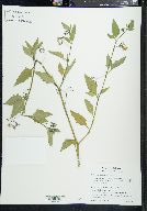 Solanum furcatum image