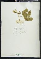 Solanum mammosum image