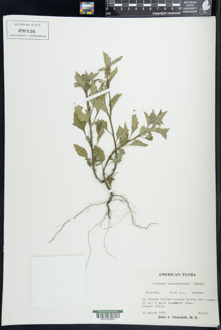 Solanum sarrachoides image