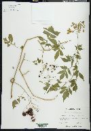 Solanum seaforthianum image