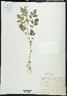 Solanum stoloniferum image