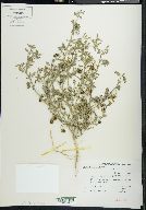 Solanum triflorum image