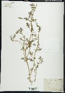 Solanum triflorum image