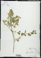 Solanum umbelliferum var. glabrescens image