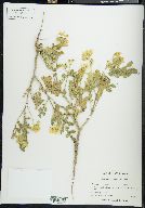 Solanum rostratum image