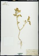 Solanum rostratum image