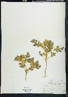 Solanum rostratum image